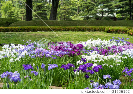 The iris of the Imperial Palace East Gardens Ninomaru Garden The iris of the Imperial Palace East Gardens Ninomaru Garden 31536162