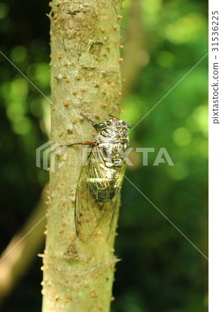 堅持鱈魚樹的熊 31536225