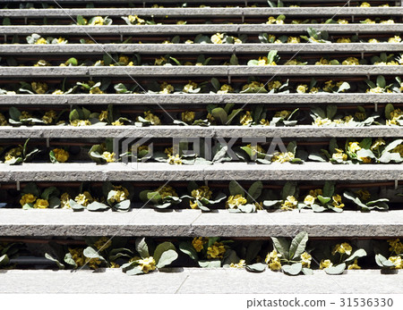 Stairway flowers Stairway flowers 31536330
