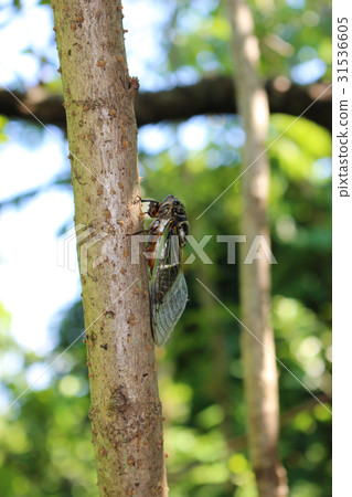 A bear sticking to a cod-tree 31536605
