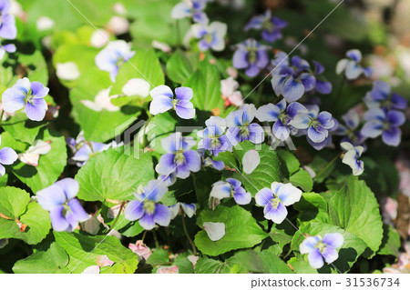 flower bed 31536734
