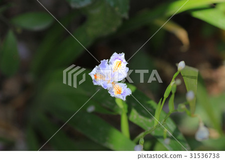 flower bed flower bed 31536738