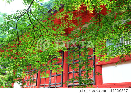 Daisan Shrine·楓樹楓樹 31536857