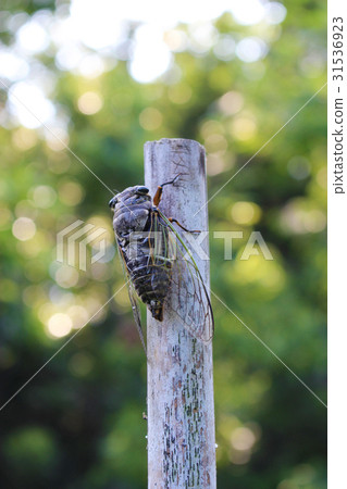 A bear sticking to a bamboo stick 31536923