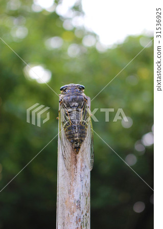 A bear sticking to a bamboo stick 31536925