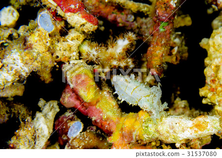 Kobushime少年魚 31537080