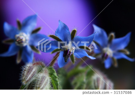 Boris Boris 31537086