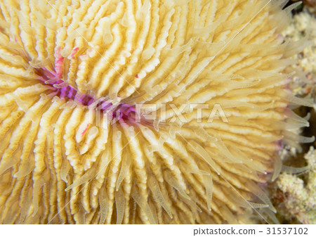 Close-up of coral 31537102