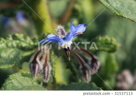 琉璃苣 琉璃苣 31537113