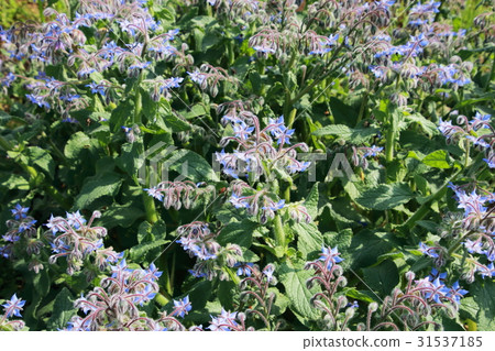 琉璃苣 31537185