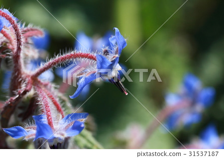 琉璃苣 琉璃苣 31537187