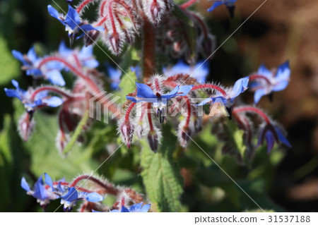 Boris Boris 31537188