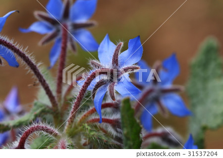 Boris Boris 31537204