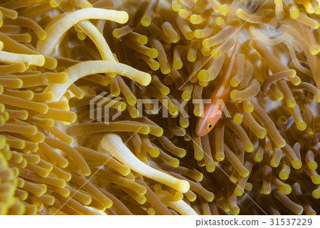 Hanabira銀蓮花魚 Hanabira銀蓮花魚 31537229