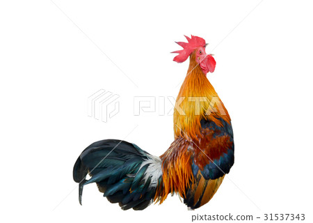 Chicken bantam ,Rooster crowing isolated on white 31537343