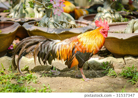 Rooster on green nature background Rooster on green nature background 31537347