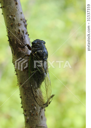 堅持鱈魚樹的熊 31537359