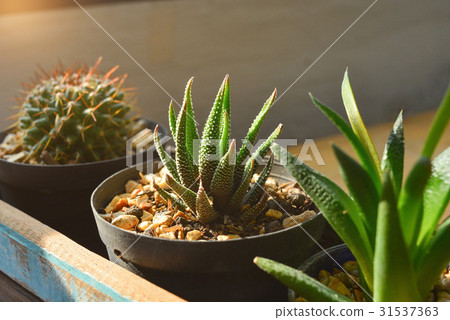 Little sansevieria trifasciata and cactus 31537363