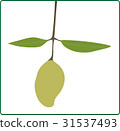 Fresh Mango Fruit Fresh Mango Fruit 31537493