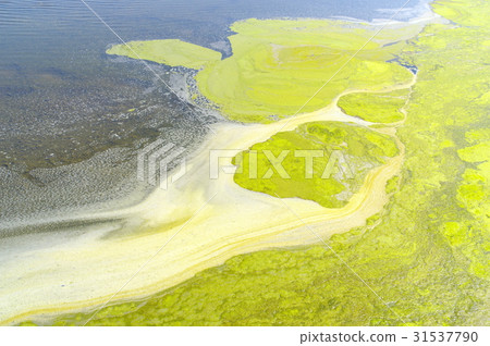 Aoko's swirl pattern Paddy field before rice planting with water d 31537790