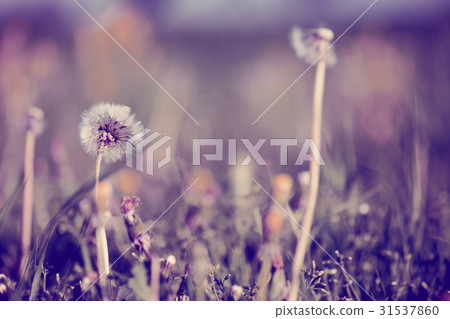 close up of Dandelion, spring abstract background 31537860