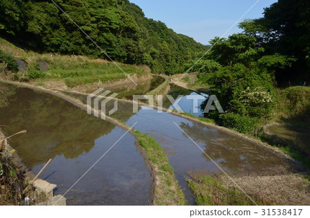 Rice terrace in Shiroya district of Shunan city Rice terrace in Shiroya district of Shunan city 31538417