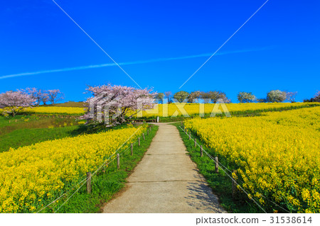 Rakuhako Takahara Nanohana和櫻花 31538614