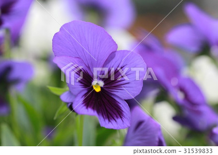 Purple pansies blooming in a flowerbed Purple pansies blooming in a flowerbed 31539833