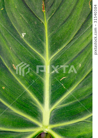 Palm leaves green background pattern Palm leaves green background pattern 31540384