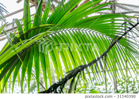 Palm leaves green background pattern 31540390