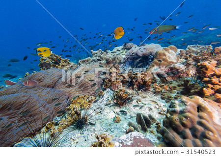 Butterfly fish in the coral reef Butterfly fish in the coral reef 31540523