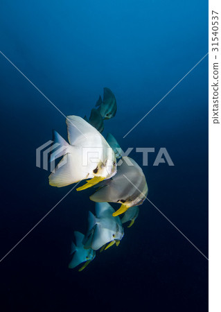 Teira Batfish (Platax teira) in the blue Teira Batfish (Platax teira) in the blue 31540537