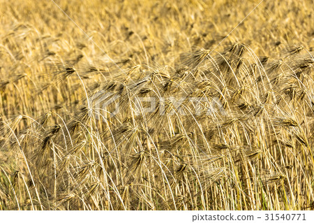 Wheat field Wheat field 31540771