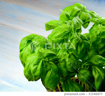 Fresh Green Basil 31540877