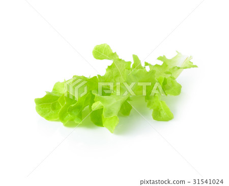 fresh green lettuce leaves isolated on white fresh green lettuce leaves isolated on white 31541024