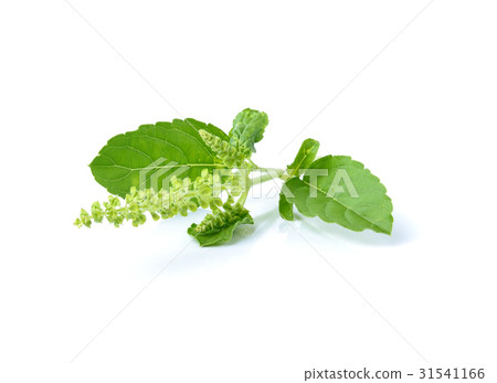 Holy basil or tulsi leaves isolated Stock Photo 31541166 PIXTA