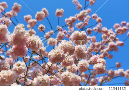 Spring Cherry blossoms, pink flowers. Spring Cherry blossoms, pink flowers. 31541185
