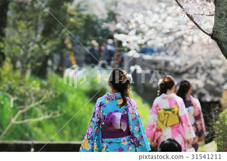 Tourists enjoy cherry blossom at Path 31541211