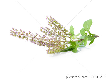 Basil flower on white background 31541295