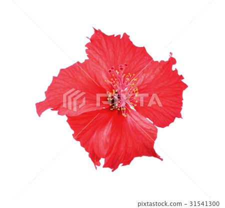 Flowers isolated on white background Flowers isolated on white background 31541300