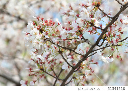 Bird with cherry blossom 31541318
