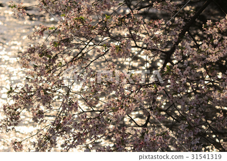 a pedestrian path that follows a cherry-tree-lined 31541319
