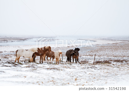 Icelandic horses walk around snowy meadow 31542198