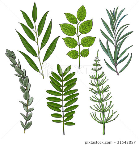 Set of tree twigs, branches with fresh green 31542857