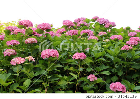 Hydrangea 31543139