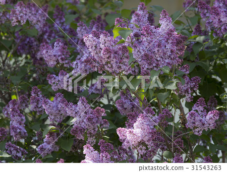 Beautiful Lilac blossoms 31543263