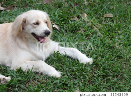 lovely funny white cute fat compact size young dog 31543599