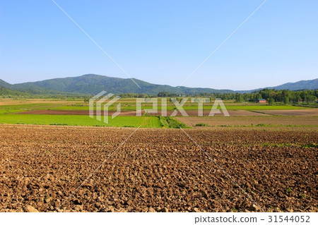 Horokanai的蕎麥田（耕•春） 31544052