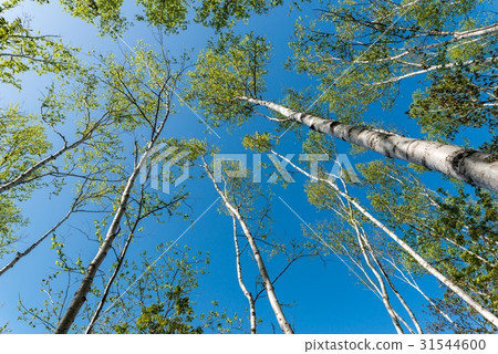 Birch forest 31544600