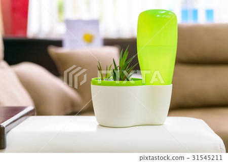 Small houseplant in plastic pot 31545211